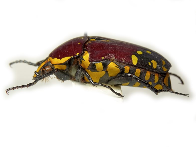 Euchroea histrionica Burmeister, 1842